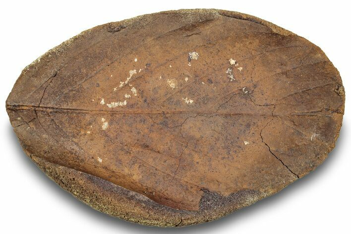 Fossil Leaf (Magnolia?) Nodule - Hell Creek Formation #253016